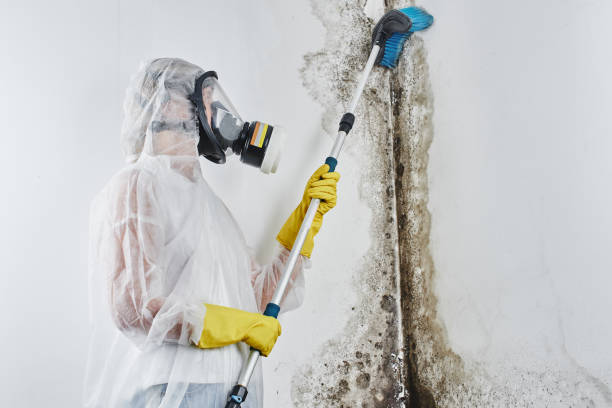 Mold Removal for HVAC Installations in Maiden, NC